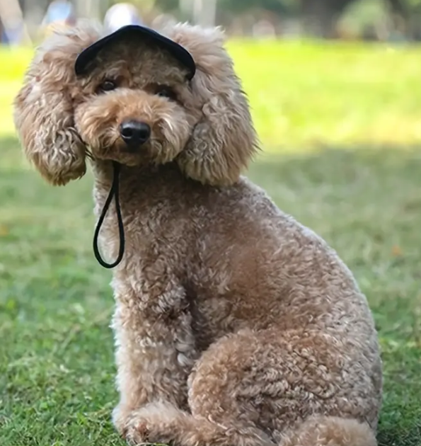 Baseballkeps för hund